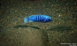 Metriaclima sciasma 'Ngwasi'